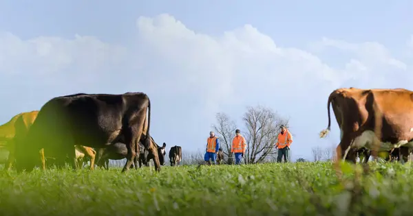 Board Of Director Elections Cows Grazing 1500 Wide