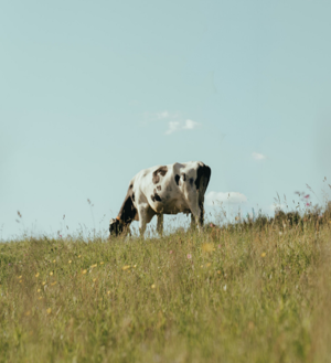 Cow-and-pasture