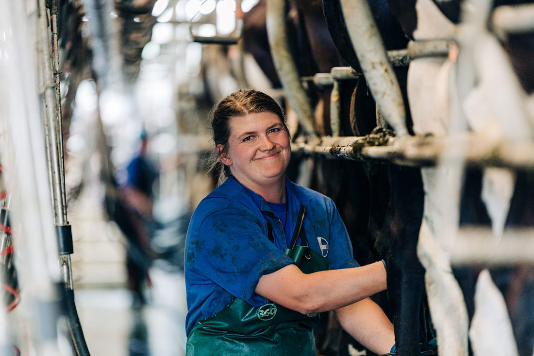 A female farm worker milking cows in a herringbone dairy shed